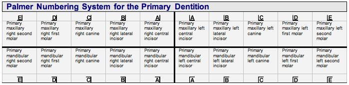 Palmer Primary Teeth Table.png